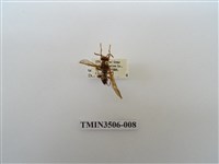 藏品(叉胸異腹胡蜂)的圖片